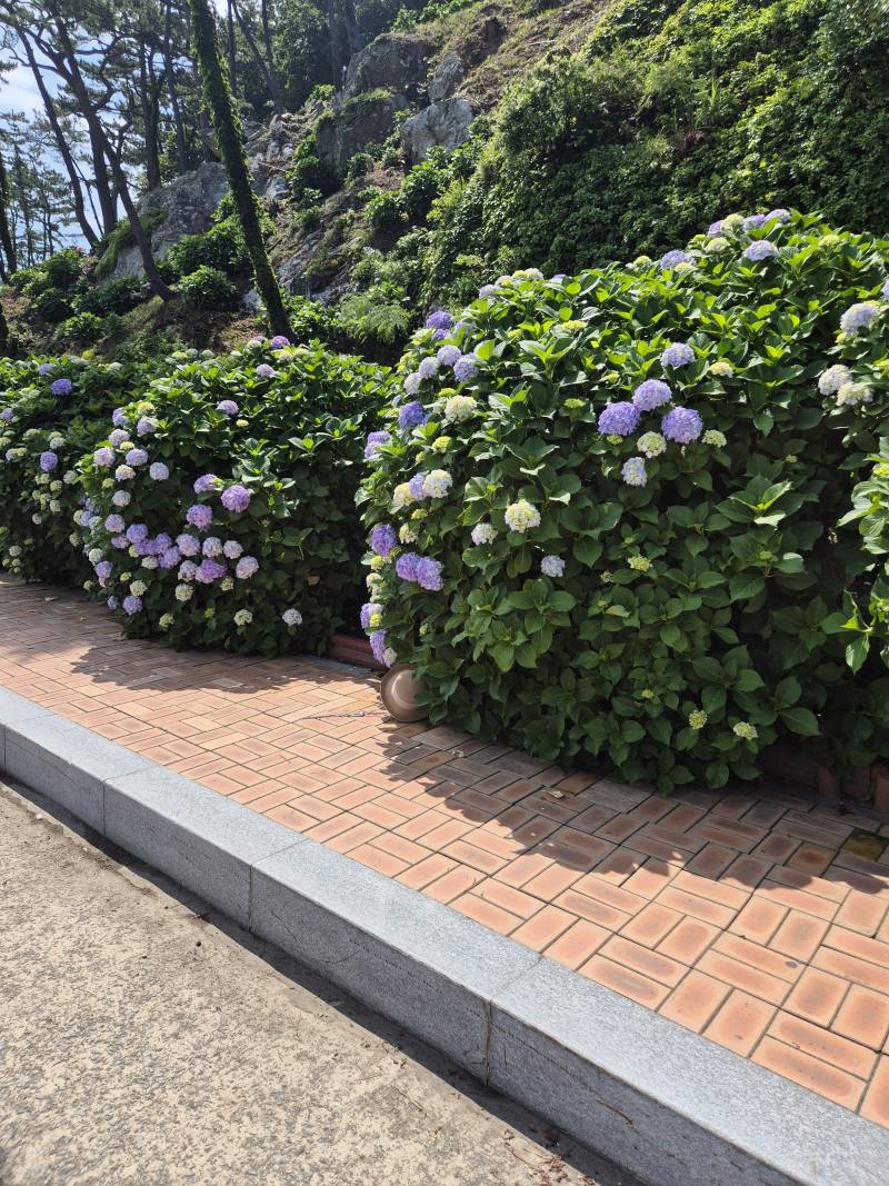 [잡담] 수국 보러 왔는데 좀 덜 피었네ㅜ | 인스티즈