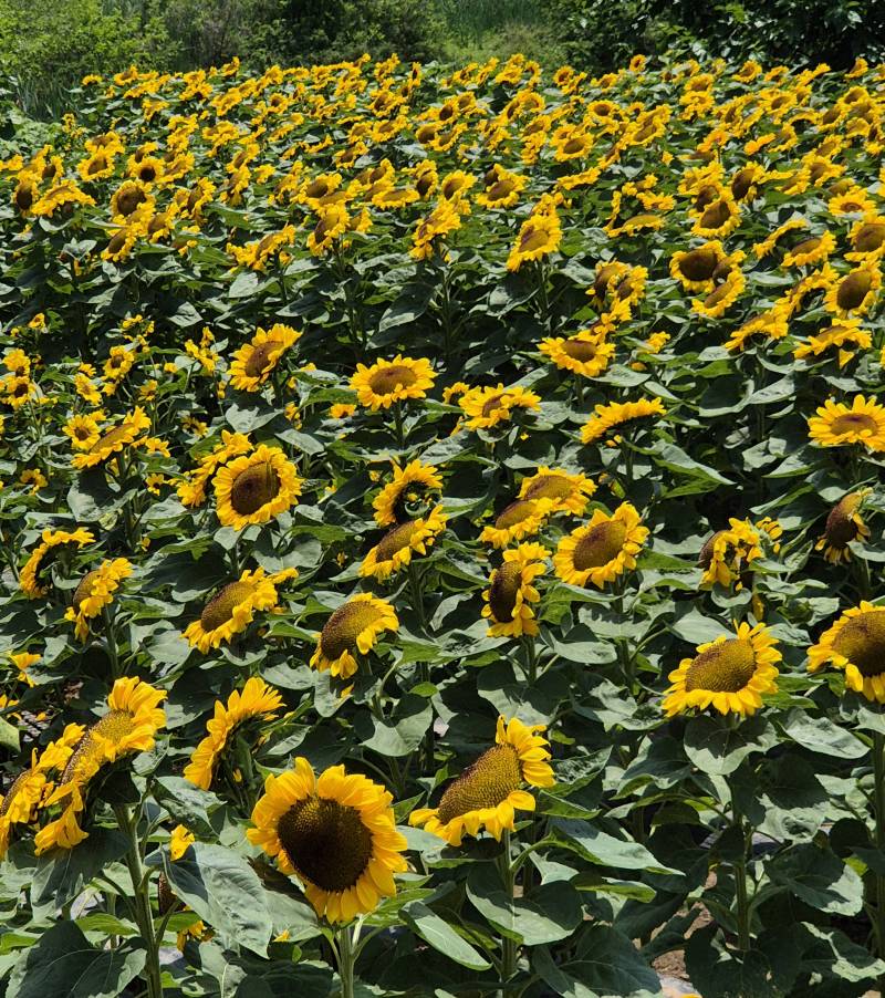 [잡담] 해바라기 축제 댕겨왔다🌻 | 인스티즈