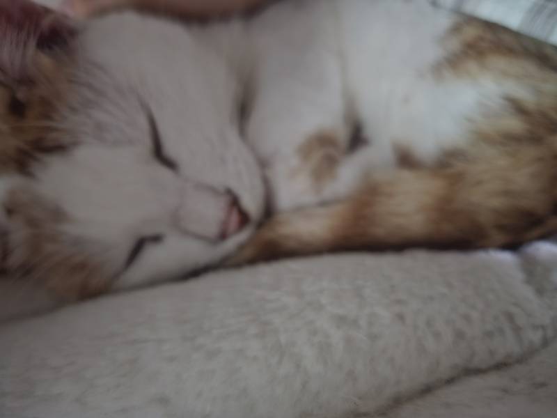 [잡담] 쫄보냥이가 골골해주는건ㅠㅠ | 인스티즈