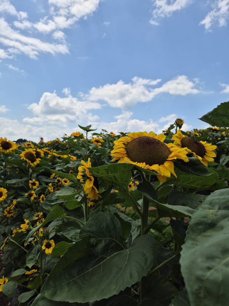 [잡담] 해바라기 축제 댕겨왔다🌻 | 인스티즈