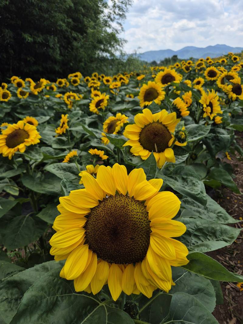 [잡담] 해바라기 축제 댕겨왔다🌻 | 인스티즈