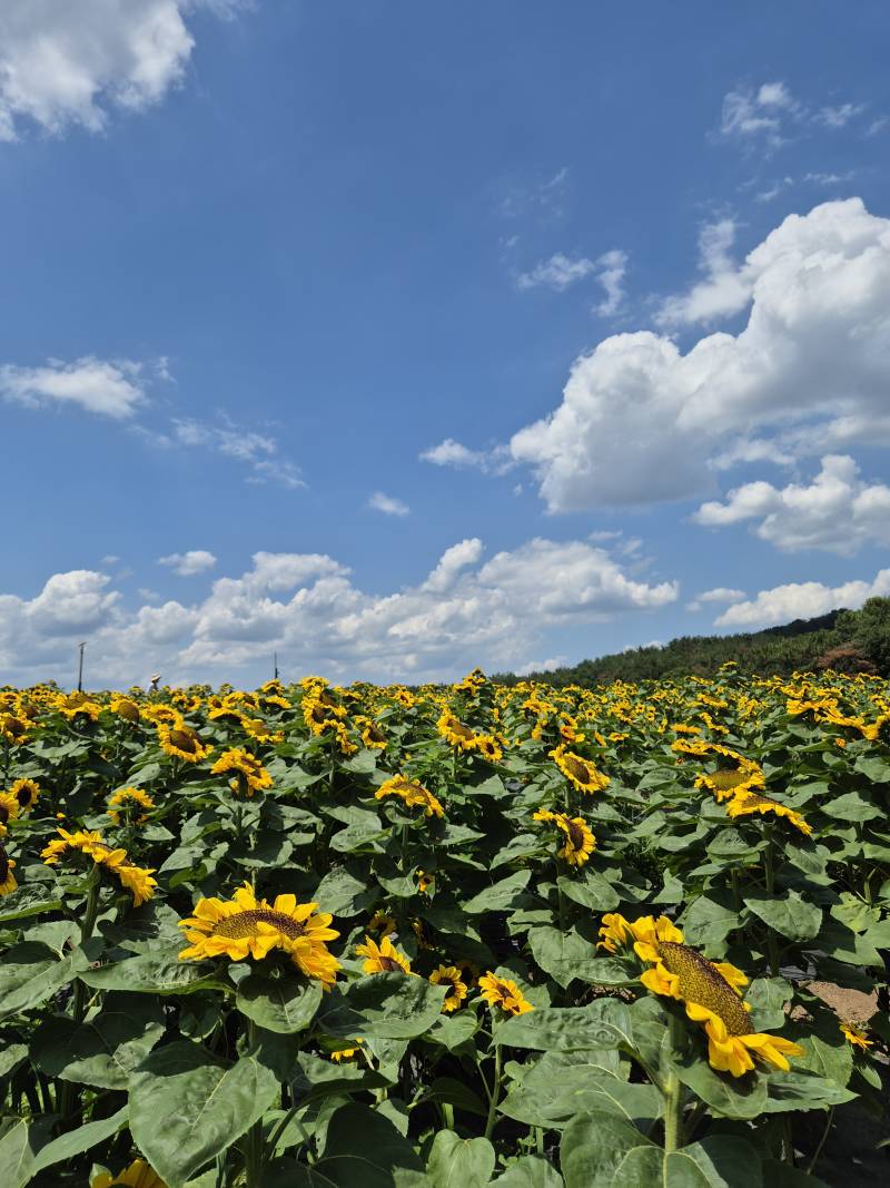[잡담] 해바라기 축제 댕겨왔다🌻 | 인스티즈