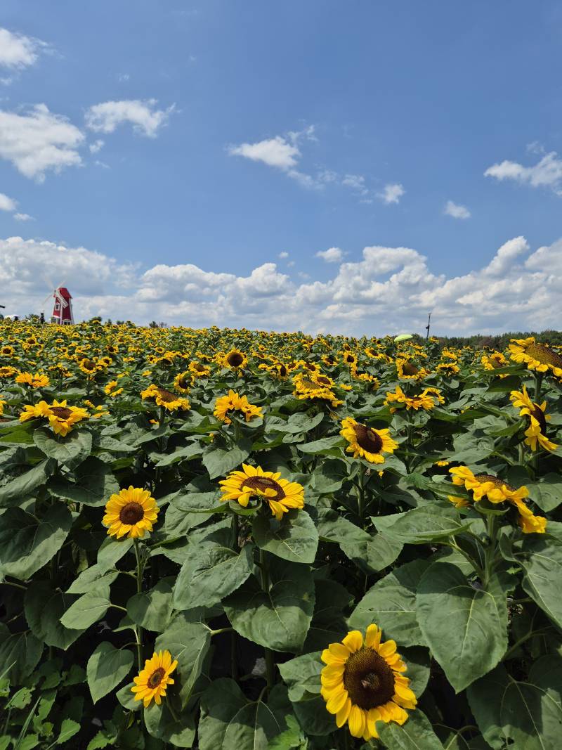 [잡담] 해바라기 축제 댕겨왔다🌻 | 인스티즈
