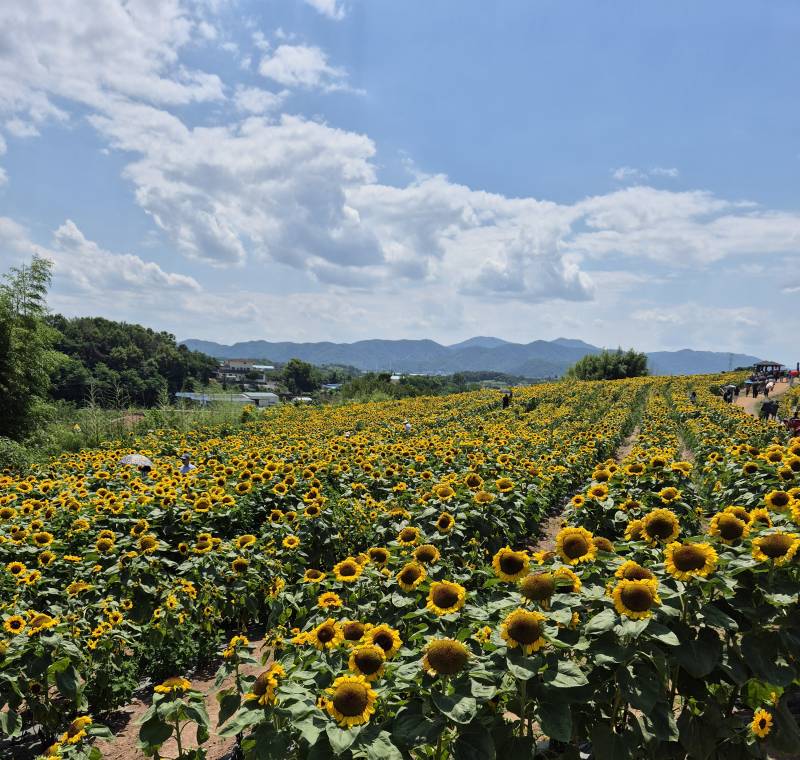 [잡담] 해바라기 축제 댕겨왔다🌻 | 인스티즈