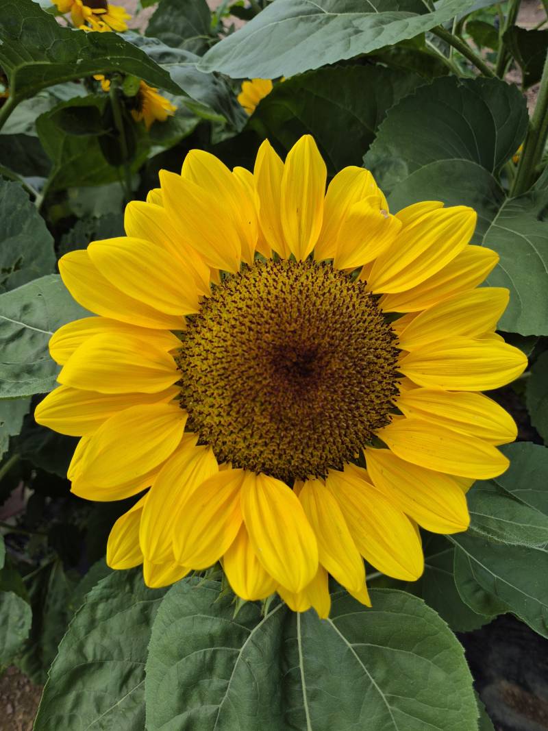 [잡담] 해바라기 축제 댕겨왔다🌻 | 인스티즈