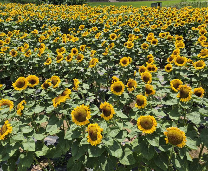 [잡담] 해바라기 축제 댕겨왔다🌻 | 인스티즈