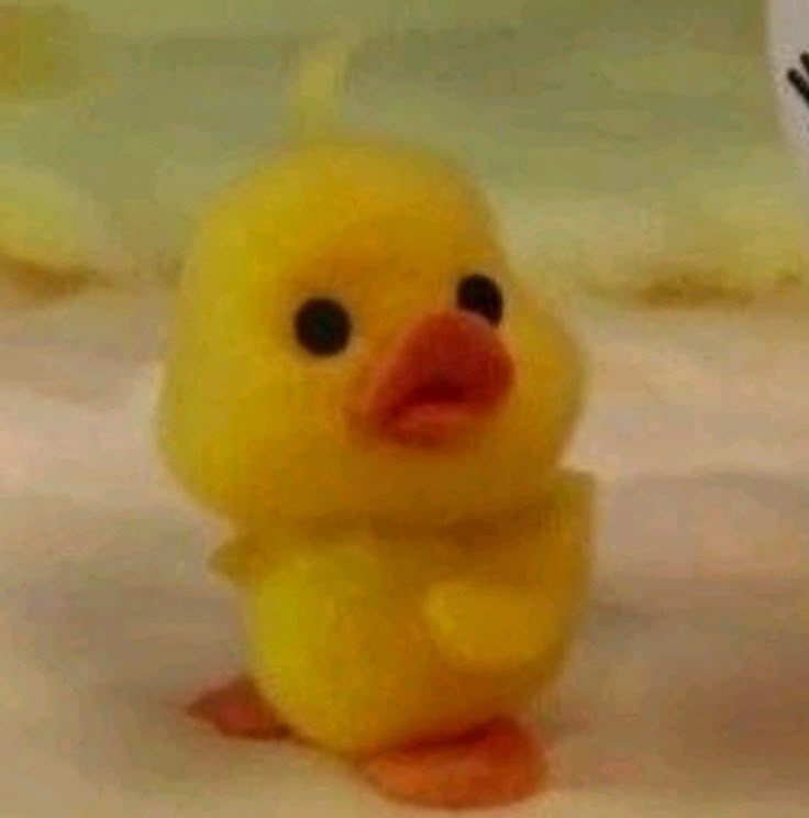 [잡담] 원빈이는 오리 | 인스티즈