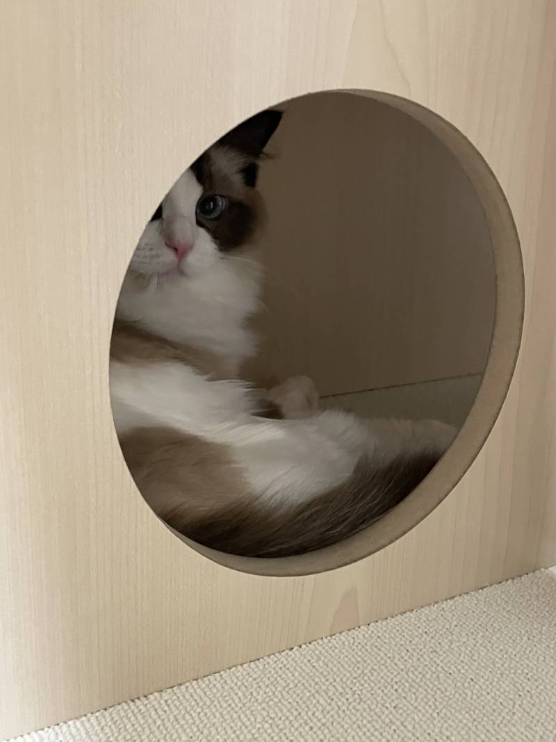 [잡담] 진심 고양이 똑똑하다니까!!!!! | 인스티즈