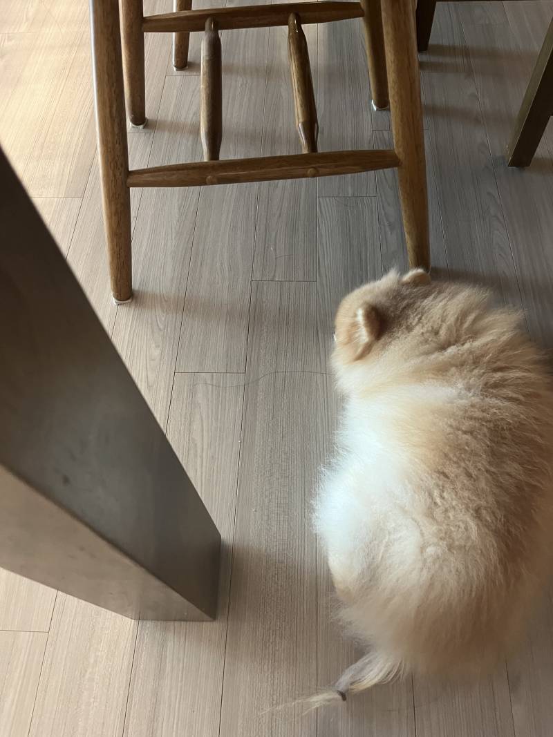 [잡담] 식탁 밑에 뭔가 있다…!! | 인스티즈