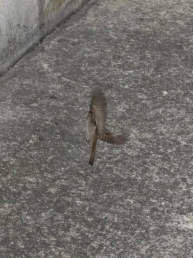 [잡담] 내가 찍은 참새를 봐 | 인스티즈