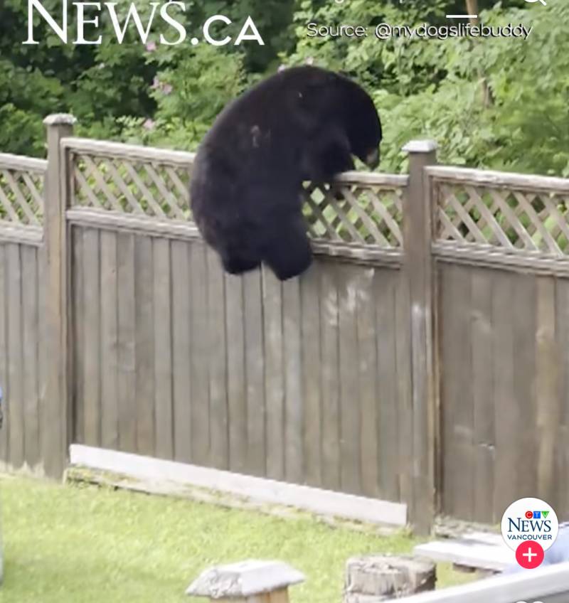 [잡담] 고양이 개웃김 | 인스티즈