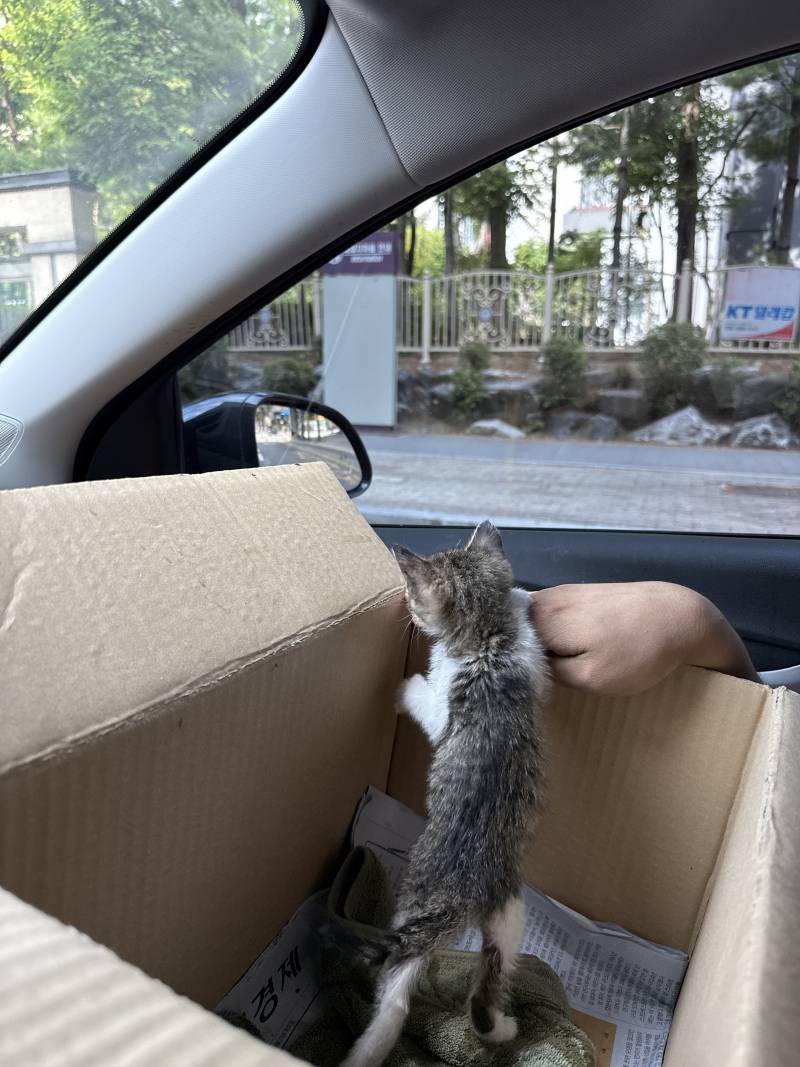 [잡담] 나 냥줍햇더..... | 인스티즈