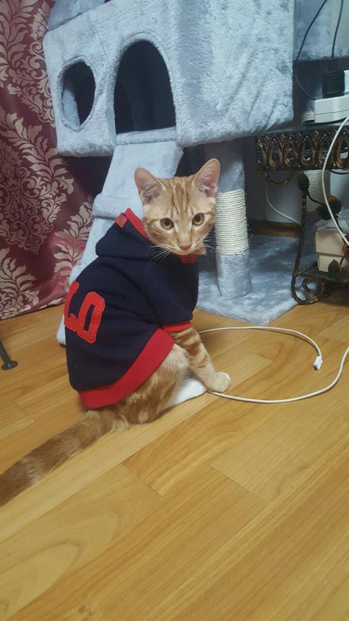 [잡담] 걍 우리팀 이길기미 안보여서 나포함 고동들 기분전환용으로 울집냥이 캣초딩시절 사진 오늘 풀기로 해써.... | 인스티즈