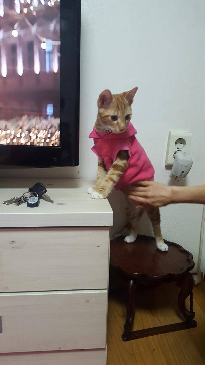 [잡담] 걍 우리팀 이길기미 안보여서 나포함 고동들 기분전환용으로 울집냥이 캣초딩시절 사진 오늘 풀기로 해써.... | 인스티즈