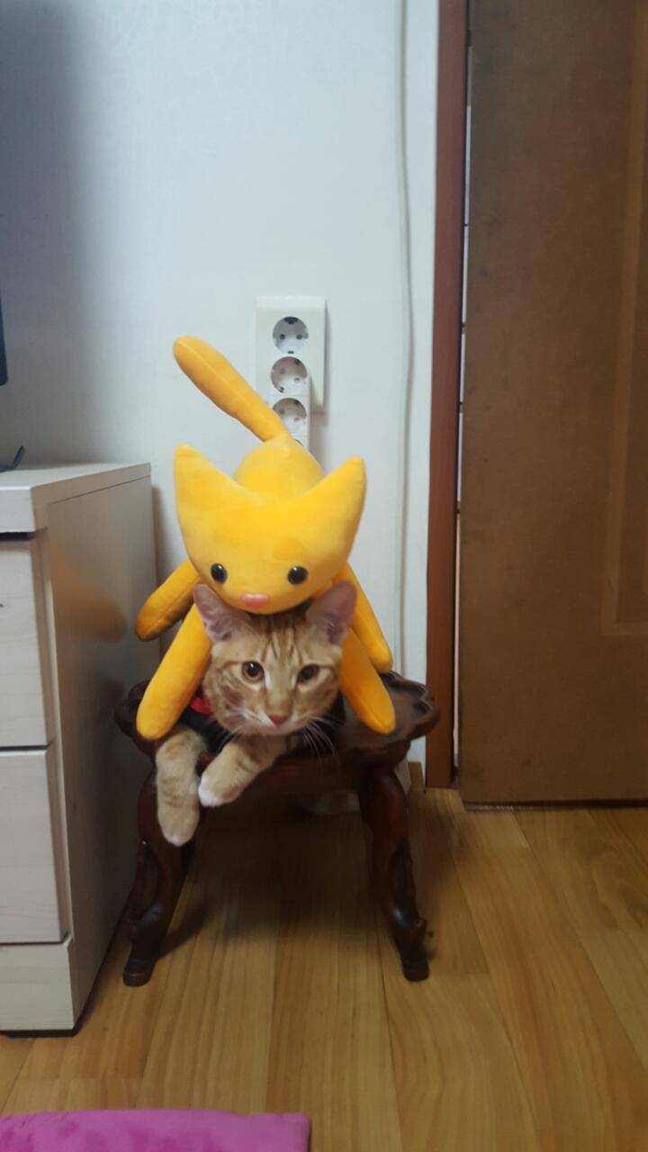 [잡담] 걍 우리팀 이길기미 안보여서 나포함 고동들 기분전환용으로 울집냥이 캣초딩시절 사진 오늘 풀기로 해써.... | 인스티즈