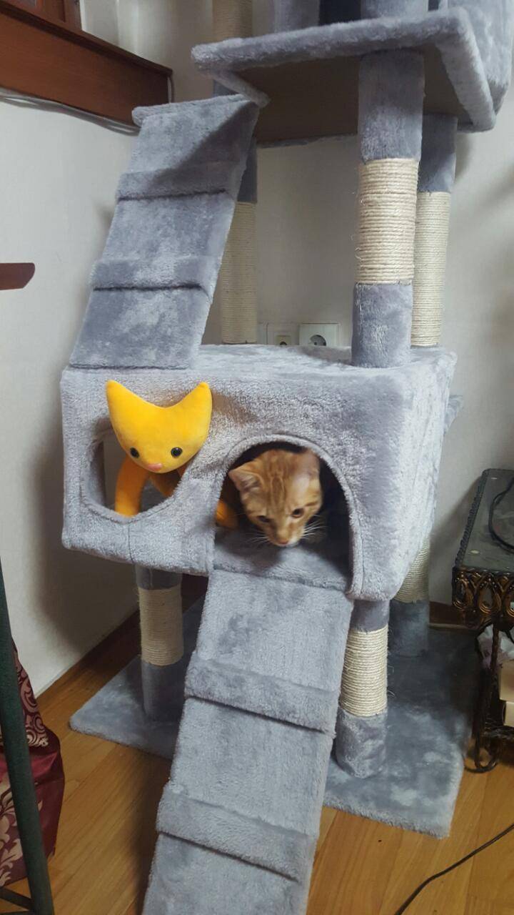 [잡담] 걍 우리팀 이길기미 안보여서 나포함 고동들 기분전환용으로 울집냥이 캣초딩시절 사진 오늘 풀기로 해써.... | 인스티즈