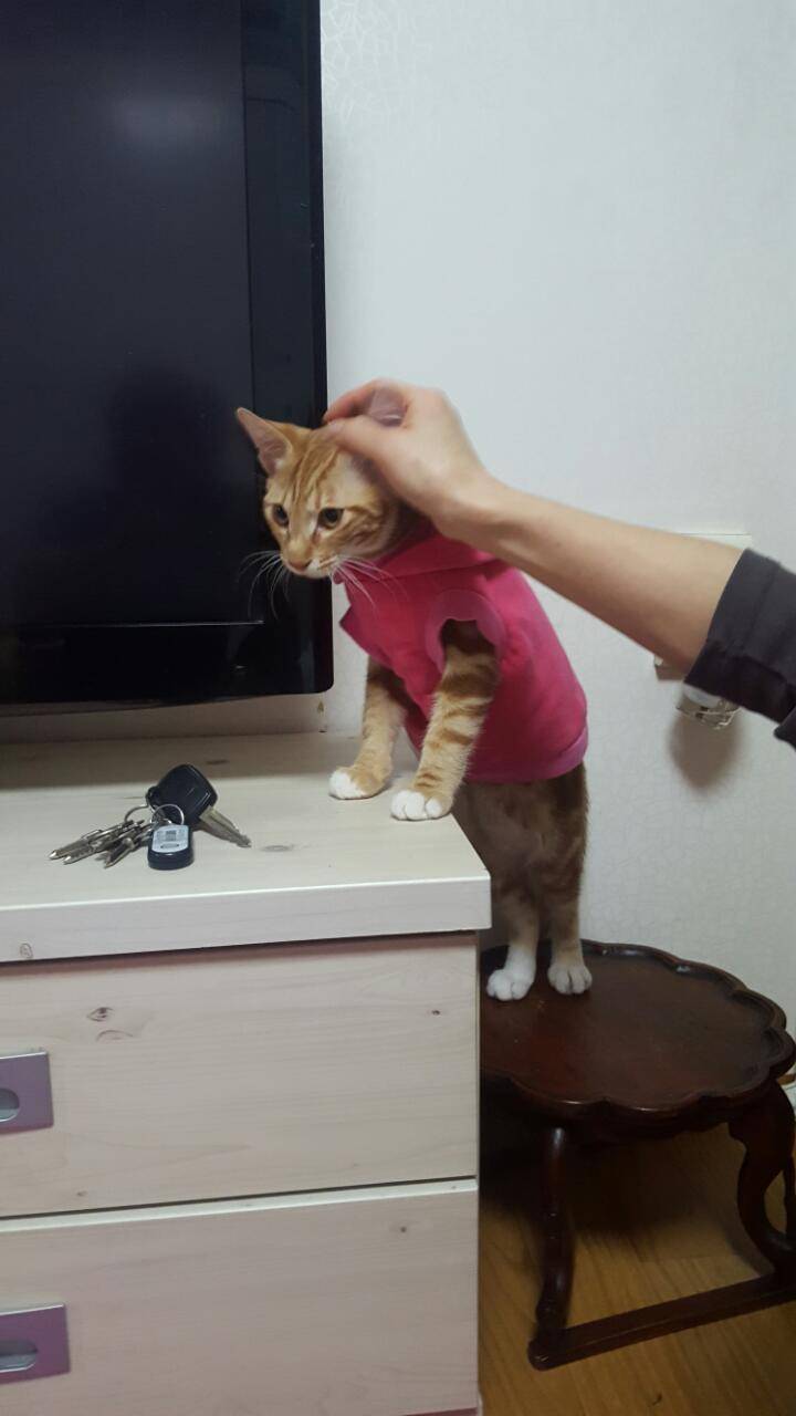 [잡담] 걍 우리팀 이길기미 안보여서 나포함 고동들 기분전환용으로 울집냥이 캣초딩시절 사진 오늘 풀기로 해써.... | 인스티즈