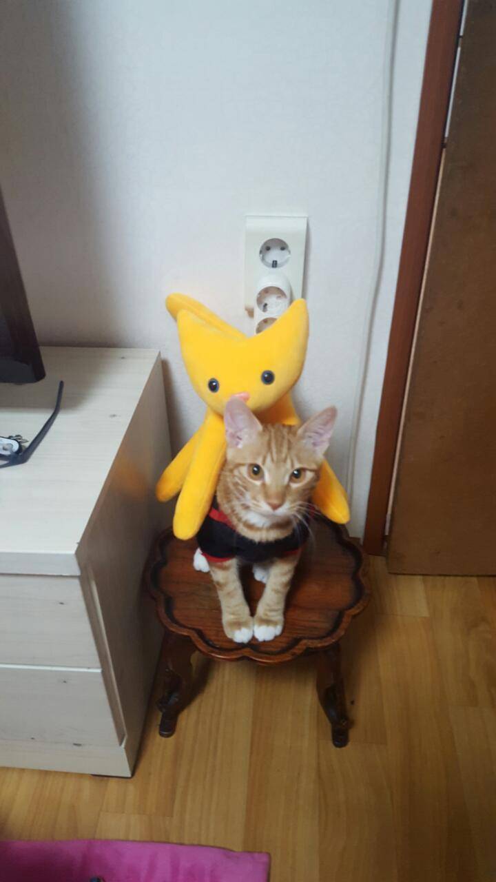 [잡담] 걍 우리팀 이길기미 안보여서 나포함 고동들 기분전환용으로 울집냥이 캣초딩시절 사진 오늘 풀기로 해써.... | 인스티즈