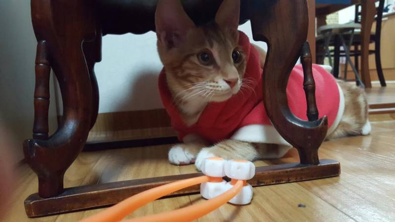 [잡담] 걍 우리팀 이길기미 안보여서 나포함 고동들 기분전환용으로 울집냥이 캣초딩시절 사진 오늘 풀기로 해써.... | 인스티즈