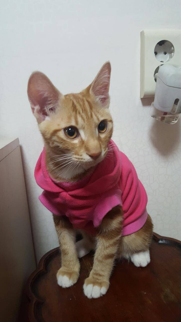 [잡담] 걍 우리팀 이길기미 안보여서 나포함 고동들 기분전환용으로 울집냥이 캣초딩시절 사진 오늘 풀기로 해써.... | 인스티즈
