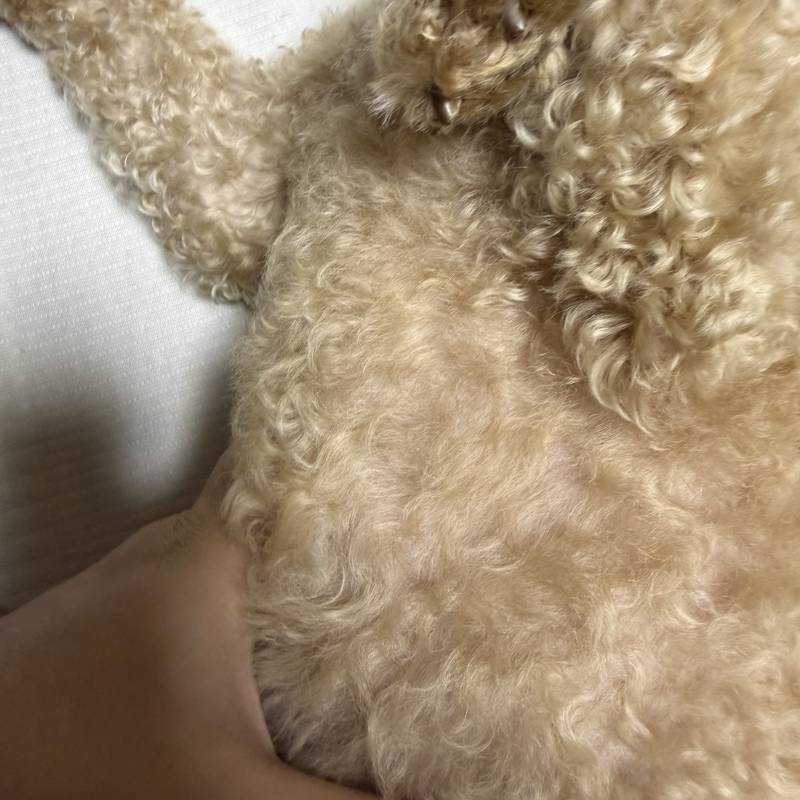 [잡담] 우리집 공짜 말랑이 | 인스티즈
