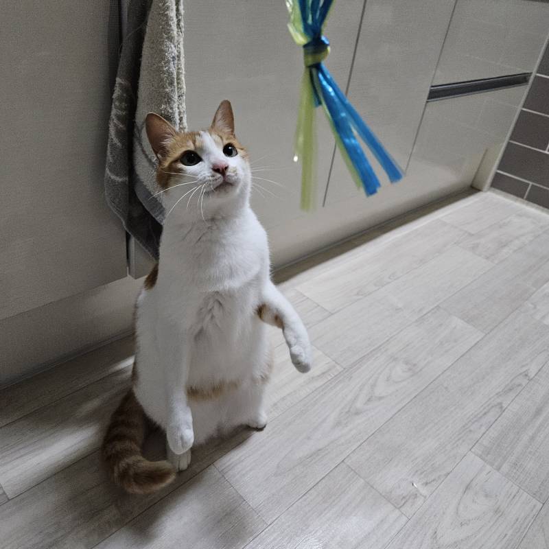 [잡담] 집사들아 수박살때 주는 노끈 ? 냥이가 개좋아함 ㅊㅊ | 인스티즈