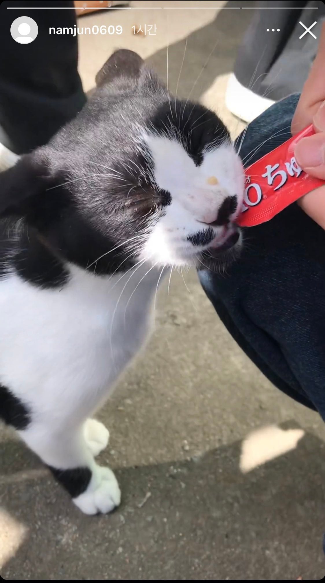 [잡담] 고양이 츄르주는 허남준 | 인스티즈