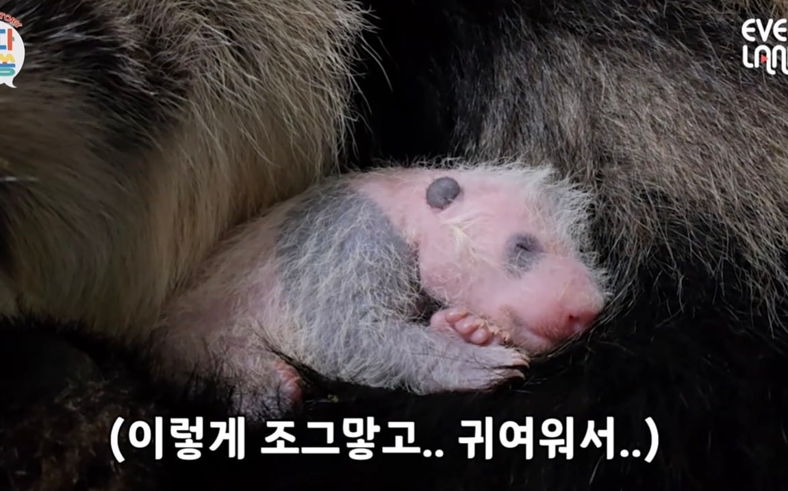 [잡담] 모히칸 스타일 넷째바오 보구가 | 인스티즈