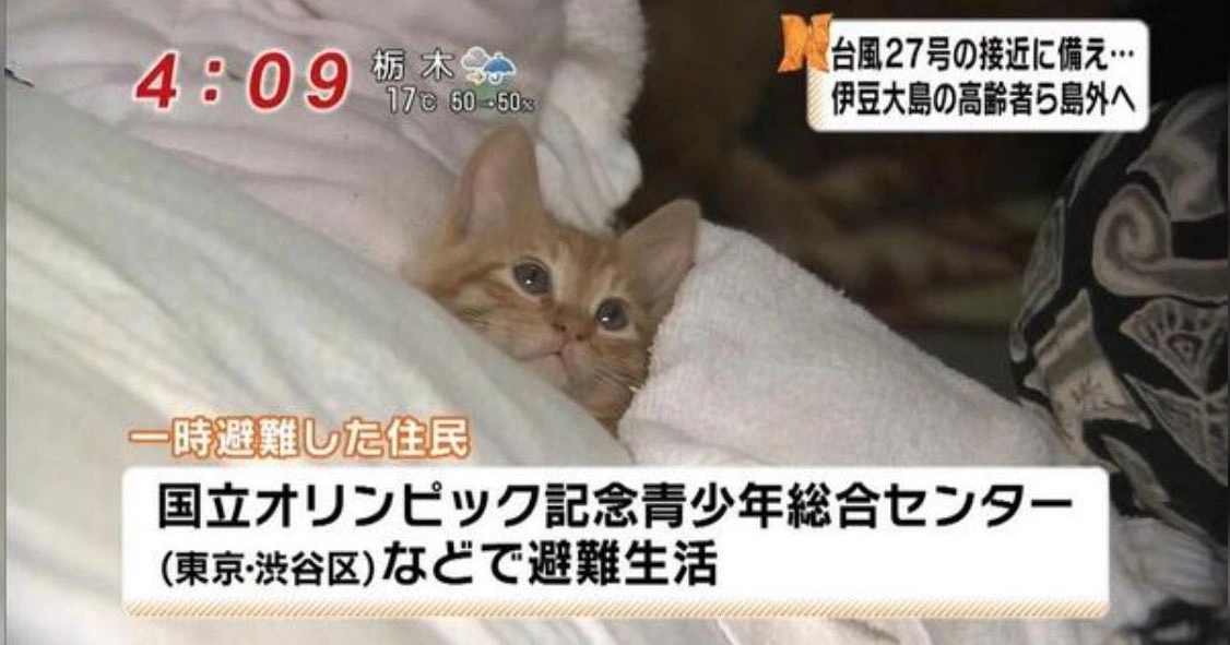 [잡담] 일본 태풍때문에 대피소로 대피한 고양이 개귀여움 | 인스티즈