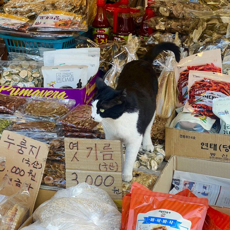 [잡담] 시장에서 만났던 고양이 | 인스티즈