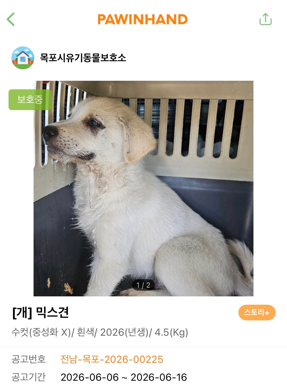 [잡담] 보호소에서 울던 강아지 아직도 입양 못갔네ㅜㅜ | 인스티즈