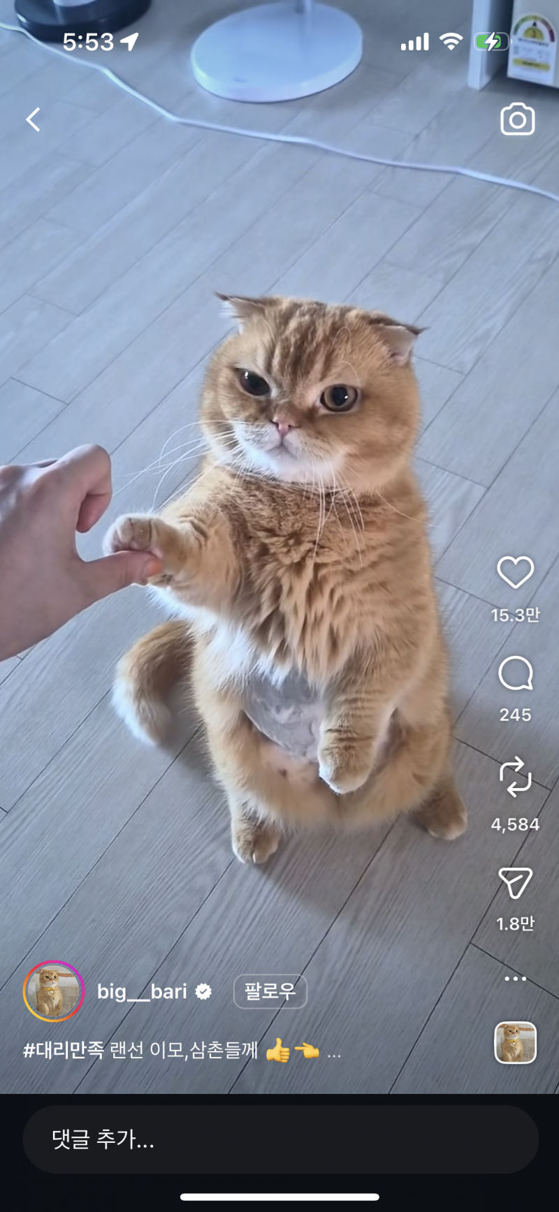 [잡담] 이런 고양이는 종이 뭐야?? | 인스티즈