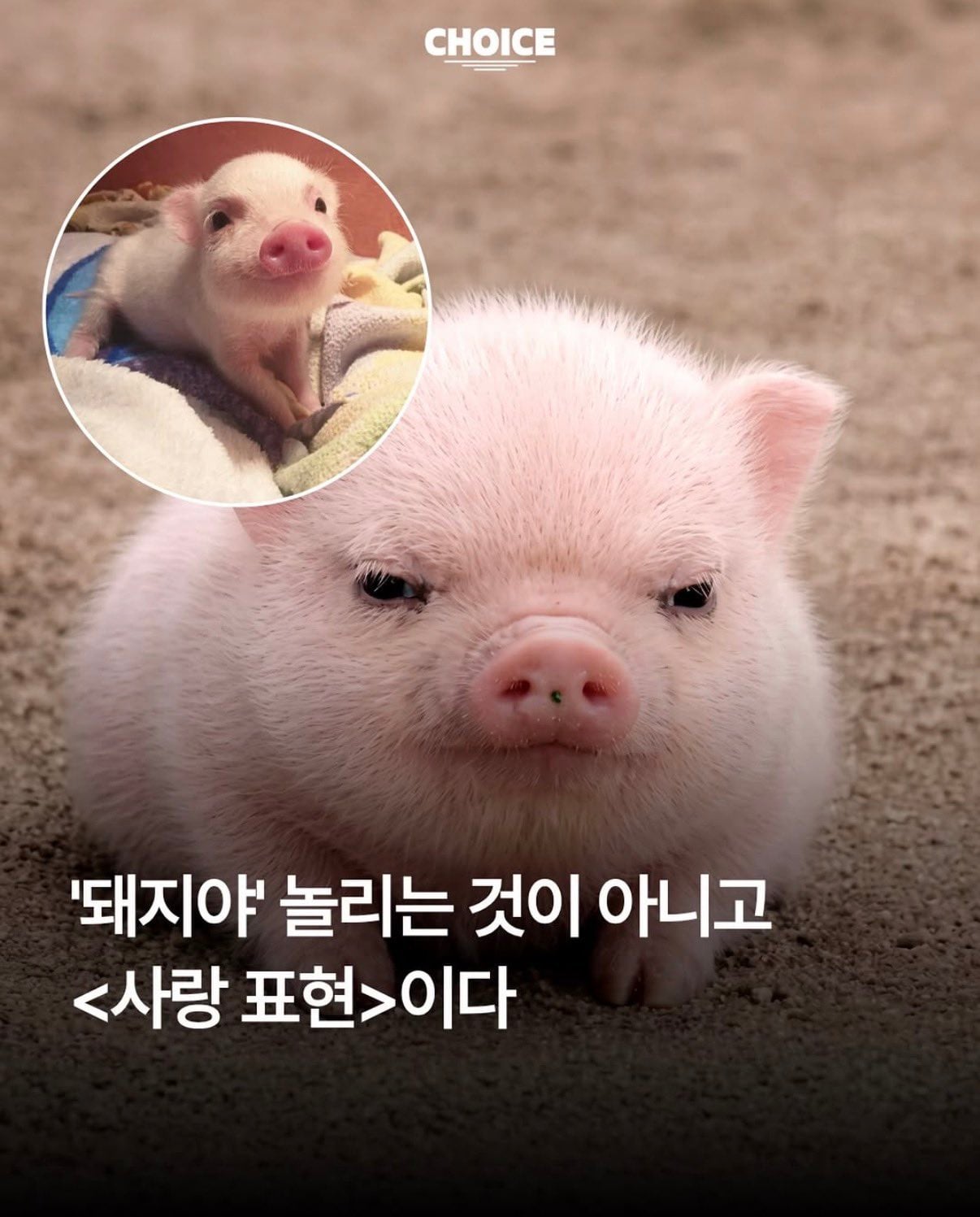 [잡담] 이 돼지섁 뭐임? | 인스티즈