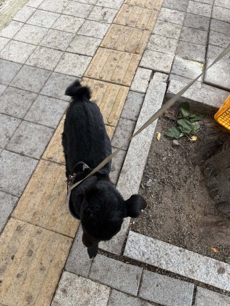 [잡담] 아니 길에 검은강아지가 혼자 있어서 보니깐 | 인스티즈