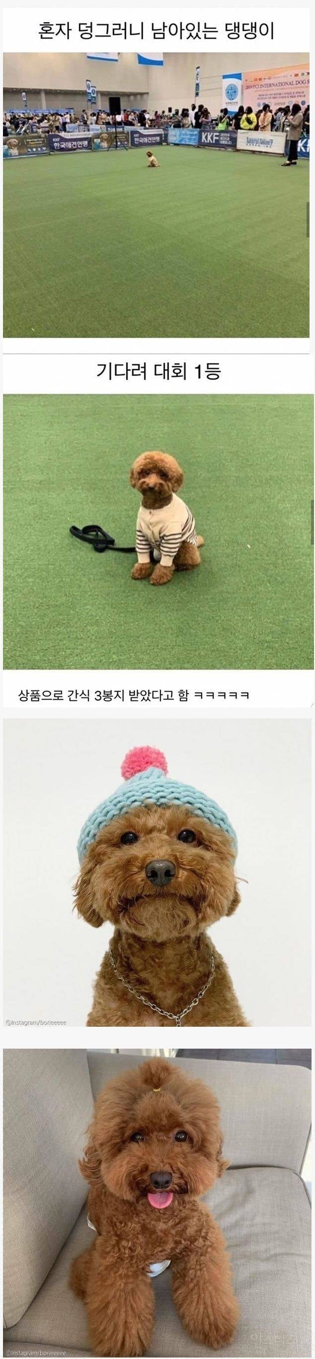 기다려대회 1등한 강아지 비하인드.jpg | 인스티즈