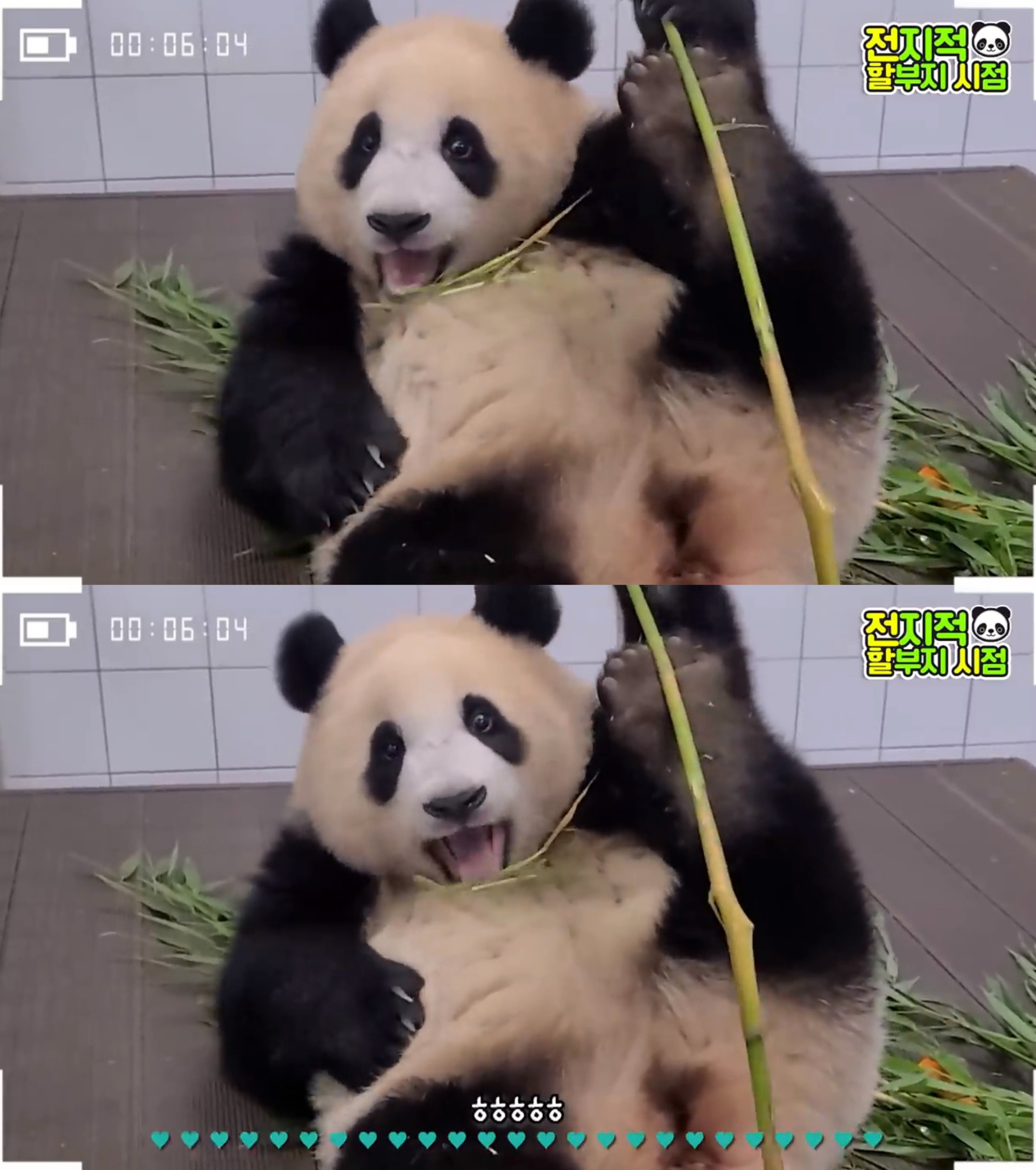 [잡담] 사실 푸바오는 때지가 아니였던거임 | 인스티즈