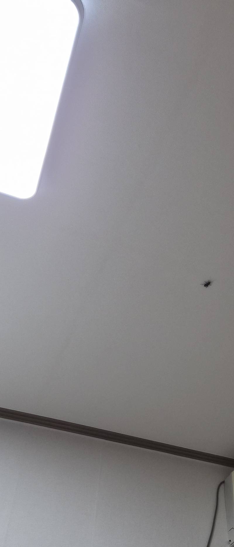 [잡담] ㅎㅇㅈㅇ 살면서 왕바퀴 한 번 봤는데 | 인스티즈