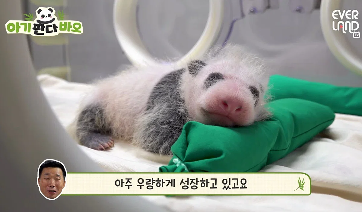 [잡담] 바오네 우량한 막내 보고갈 사람 | 인스티즈