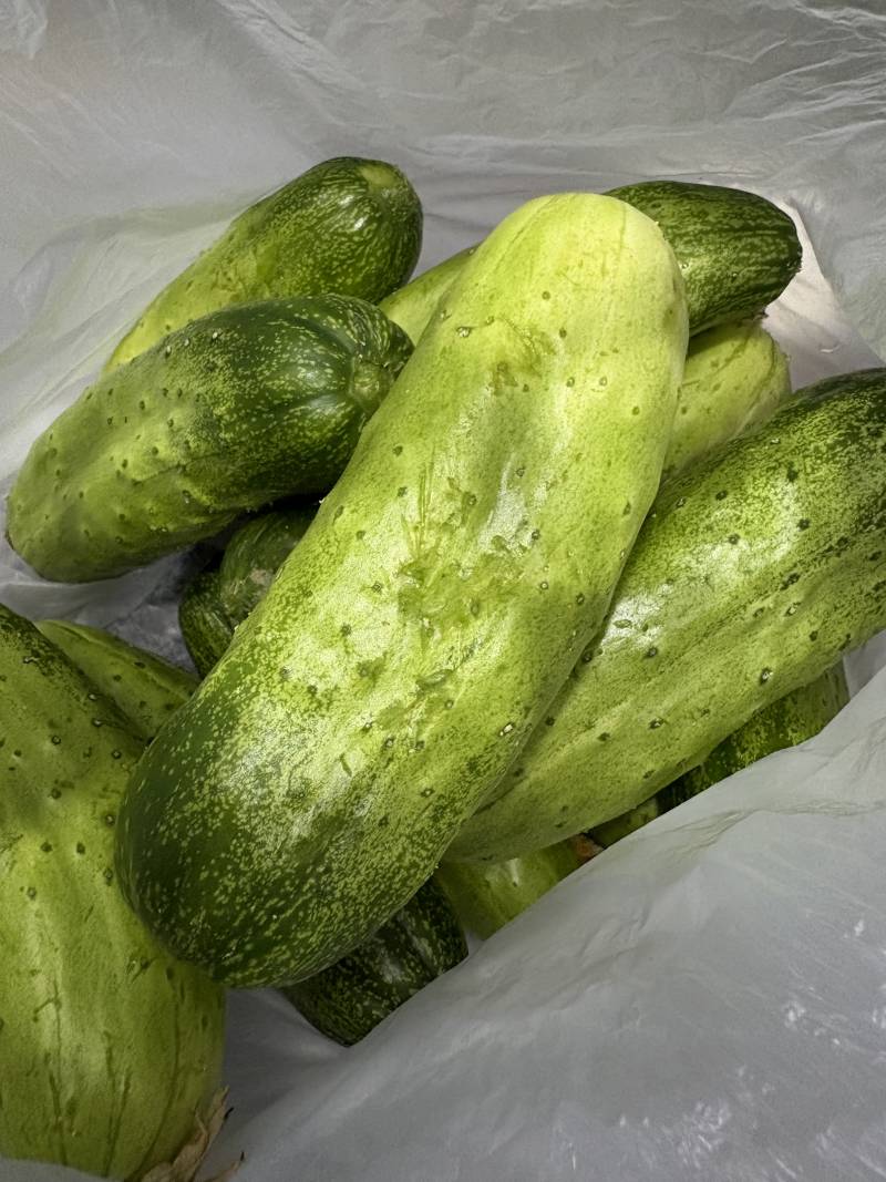 [잡담] 엄마가 키운 오이가 너무 뚱뚱함 | 인스티즈