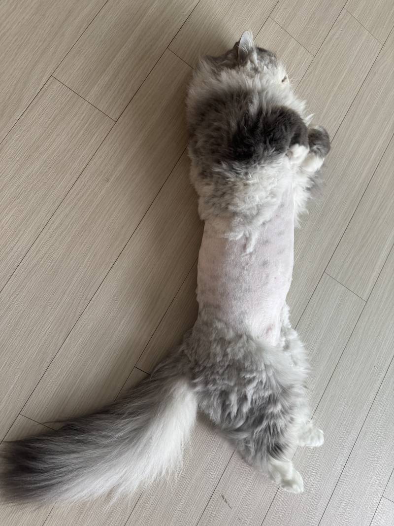 [잡담] 고양이 털 밀었더니 뼈다구 같음 | 인스티즈