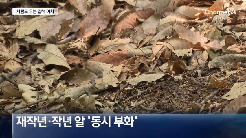 [정보/소식] 속보) 충격적인 벌레의 습격 갈색 여치가 온다 사람도 물어.news | 인스티즈