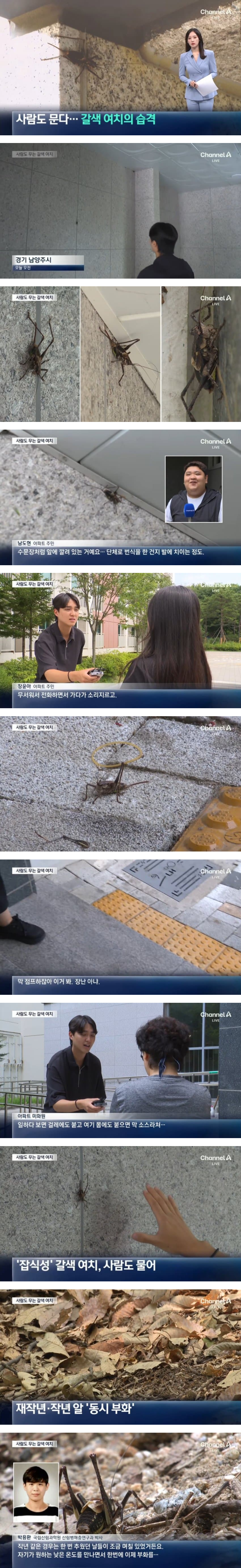 아파트에 대거 출몰 중이라는 사람도 무는 갈색 여치 뉴스 | 인스티즈