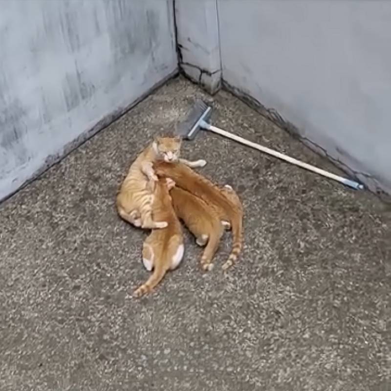 [잡담] 고양이 잘알 익 있어? | 인스티즈