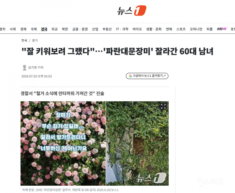 "잘 키워보려 그랬다"…'파란대문장미' 잘라간 60대 남녀 | 인스티즈