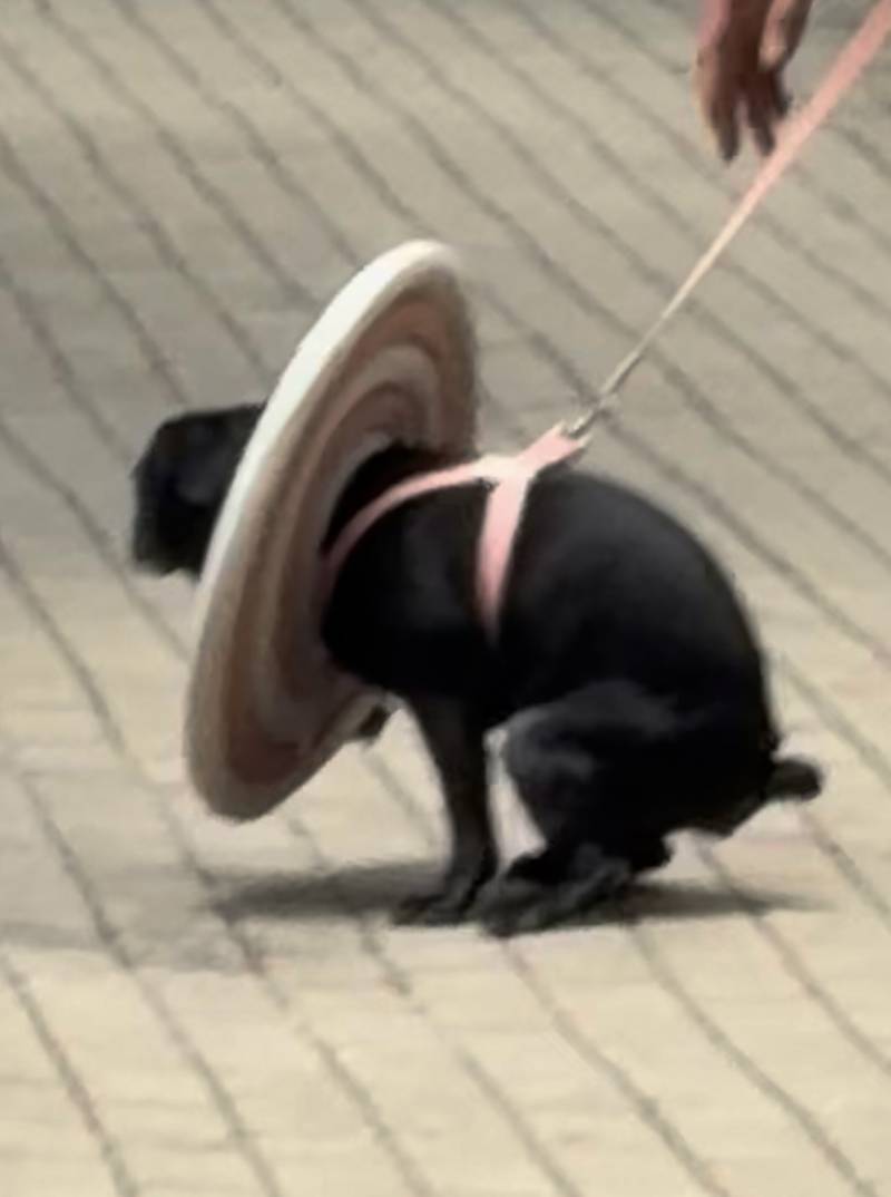 [잡담] 오늘 개웃긴 강쥐봤어 ㅋㅋㅋ | 인스티즈