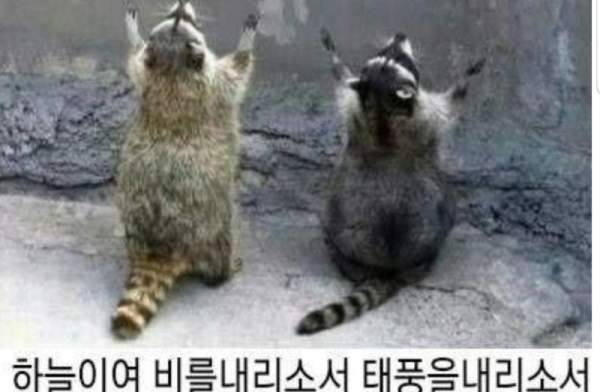 [잡담] 🐯🌧비오게 해주세요🌧🐯 | 인스티즈
