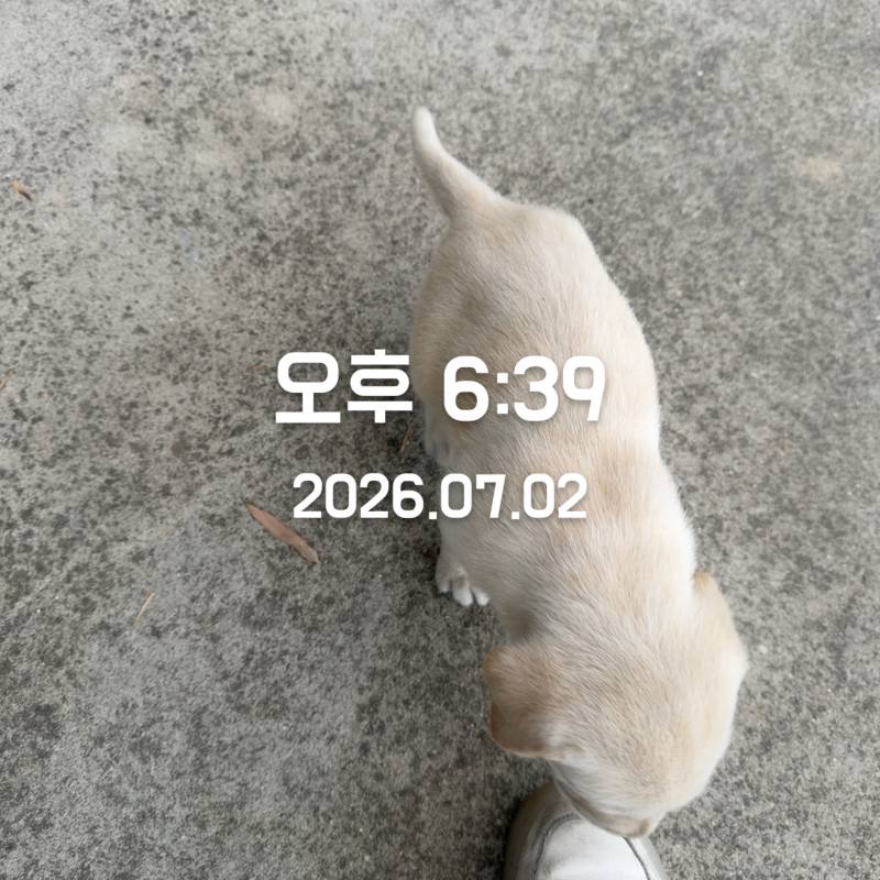 [잡담] 강아지 이름 뭘로 하지! | 인스티즈