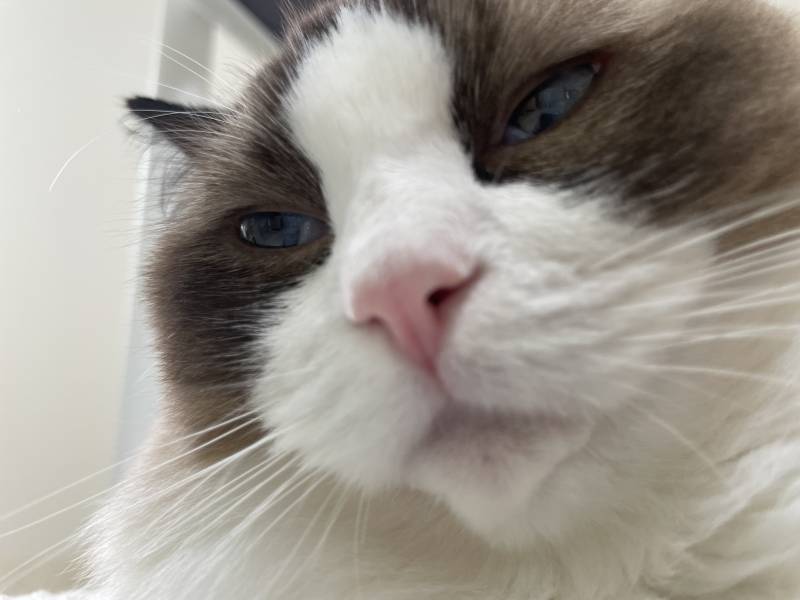 [잡담] 아니ㅋㅋㅋㅋ 냥이 눈빛에 영혼이란게 1도 없네ㅋㅋㅋ | 인스티즈