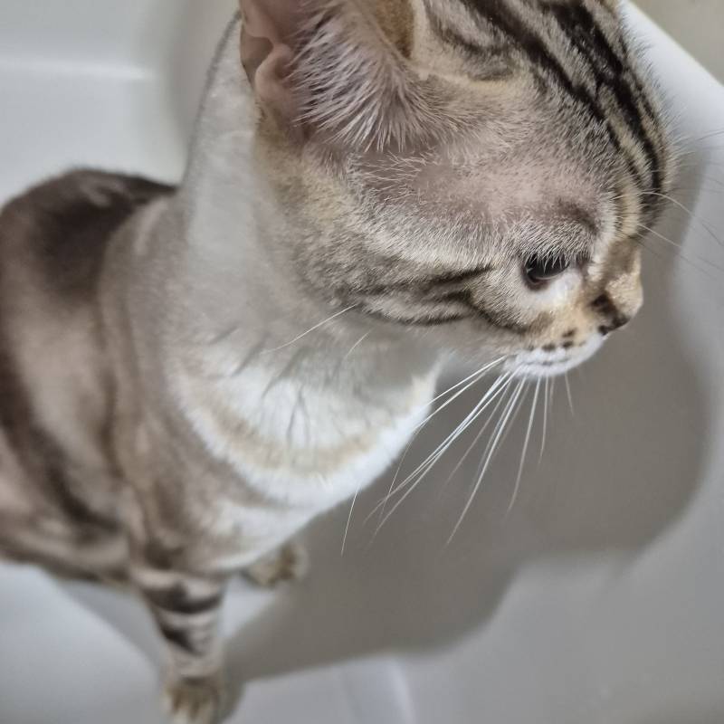 [잡담] 고양이 화장실 청소 | 인스티즈