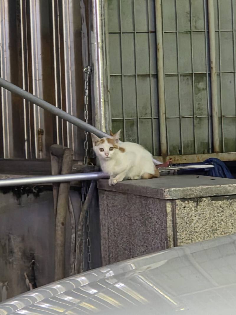 [잡담] 오늘 본 아기고양이 볼사람 | 인스티즈